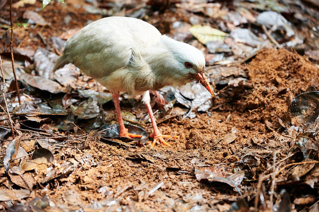 A Kagu with grey-white plumage and an orange-red beak forages on brown ground.