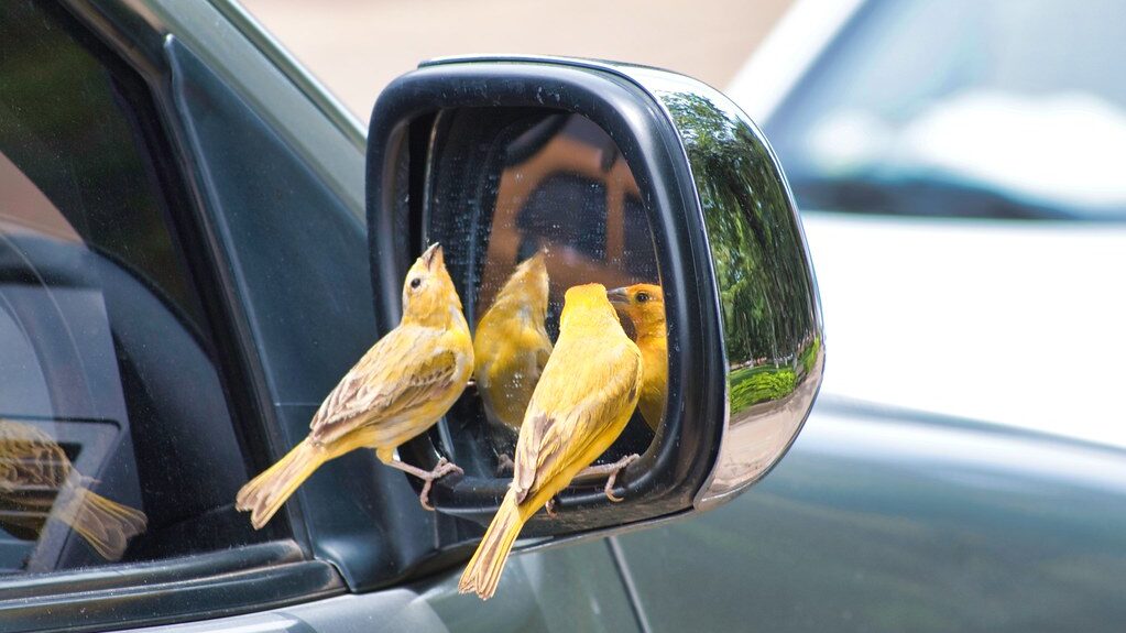 Two canaries perched on car side mirror