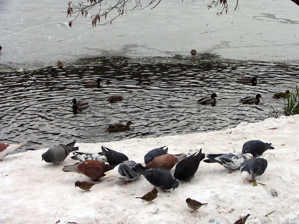 Mallards swim in dark water while pigeons and sparrows forage on a snowy bank.