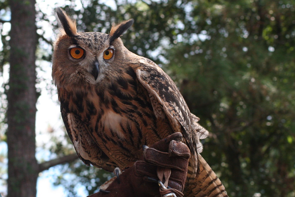 A Eurasian eagle-owl perches, looking to its left with bright orange eyes.