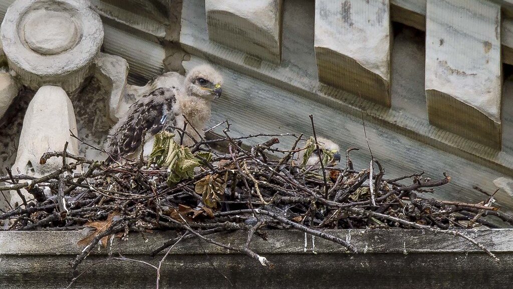 Red-tailed Hawk fledglings in a nest on a building