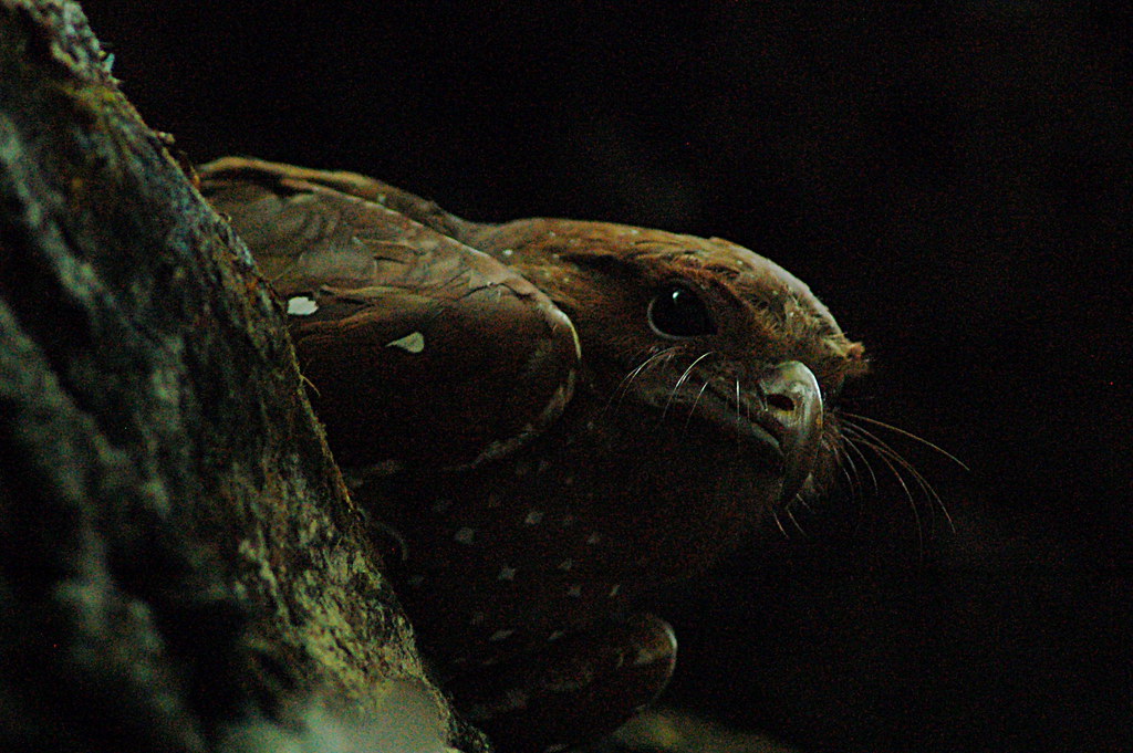 A close-up of an Oilbird with dark speckled feathers, a large eye, and prominent bristles.