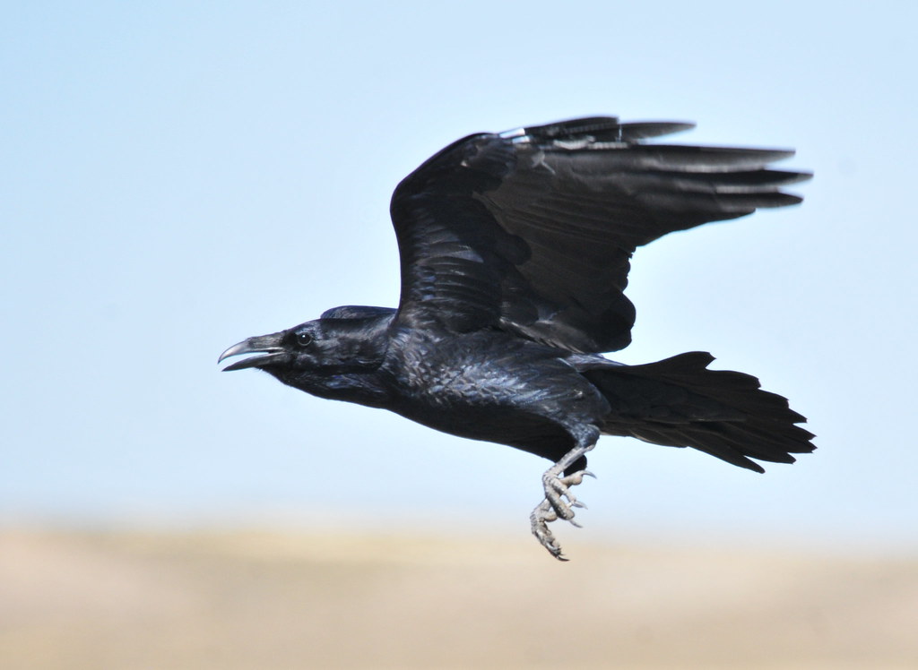A large black raven flies across a pale sky with its wings fully extended.