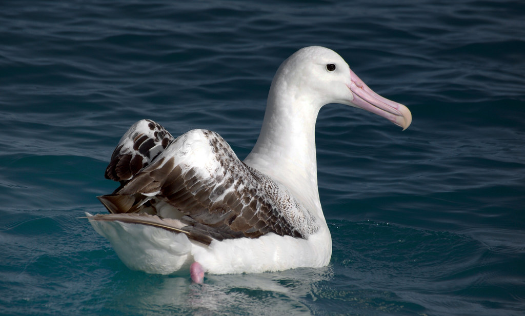 A graceful Wandering Albatross with white plumage and dark markings floats on calm blue water.