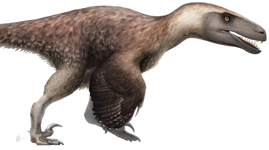 Artistic restoration of a Utahraptor