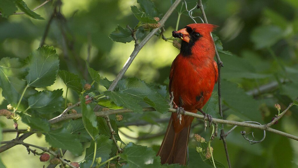 Juvenile cardinal eating berries from leafy branch