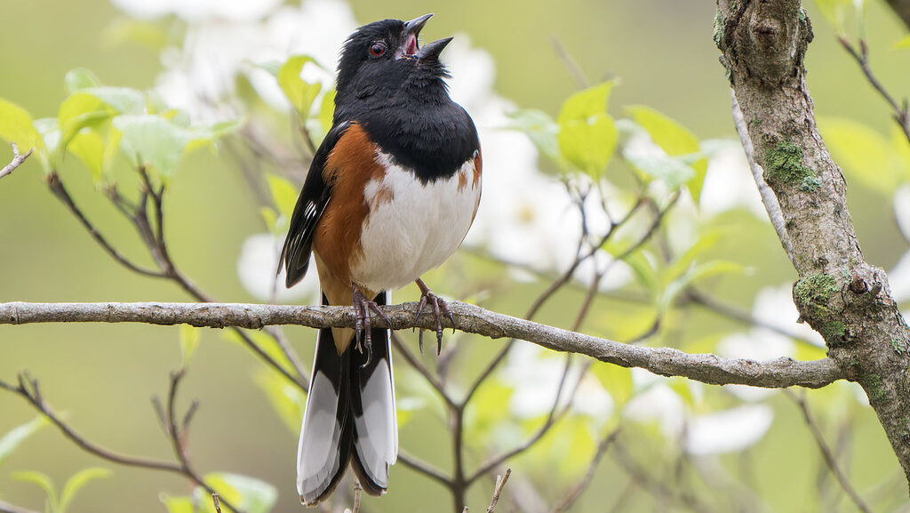 Eastern Towhee singing while perched on a tree branch