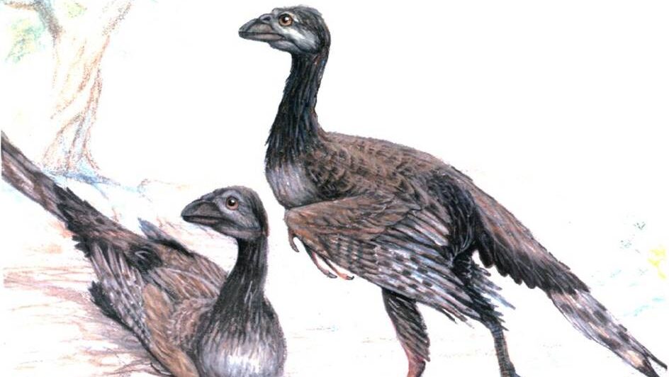 Artistic reconstruction of Enantiornis showcasing its feathered wings