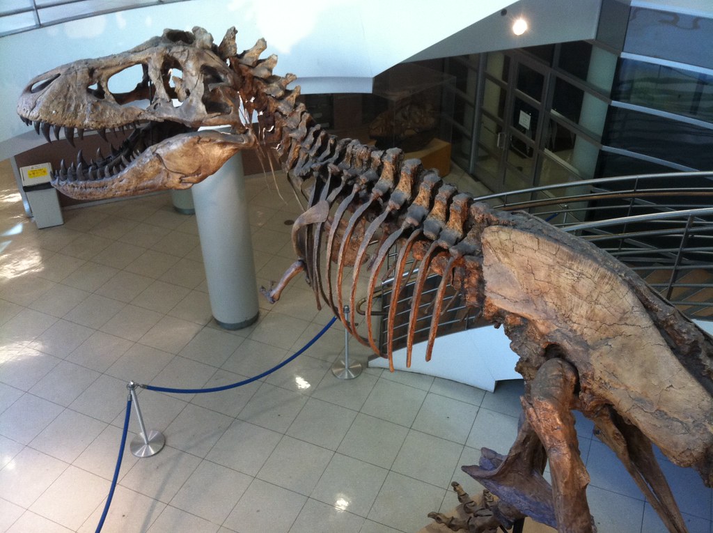A large Tyrannosaurus rex skeleton is prominently displayed indoors.