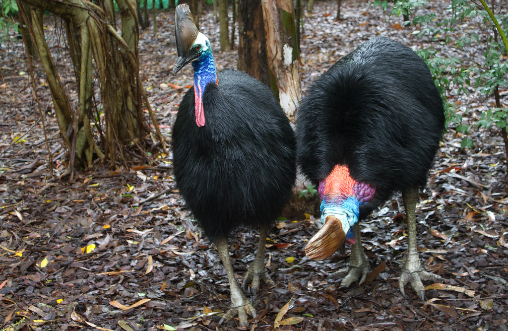 Two Cassowaries stand in a forest, showcasing their black feathers and colorful heads.