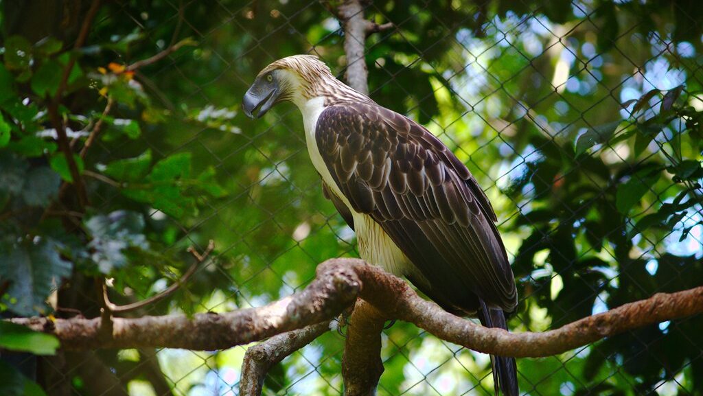 A Philippine Eagle perches on a tree branch, its impressive size and distinctive crest visible.
