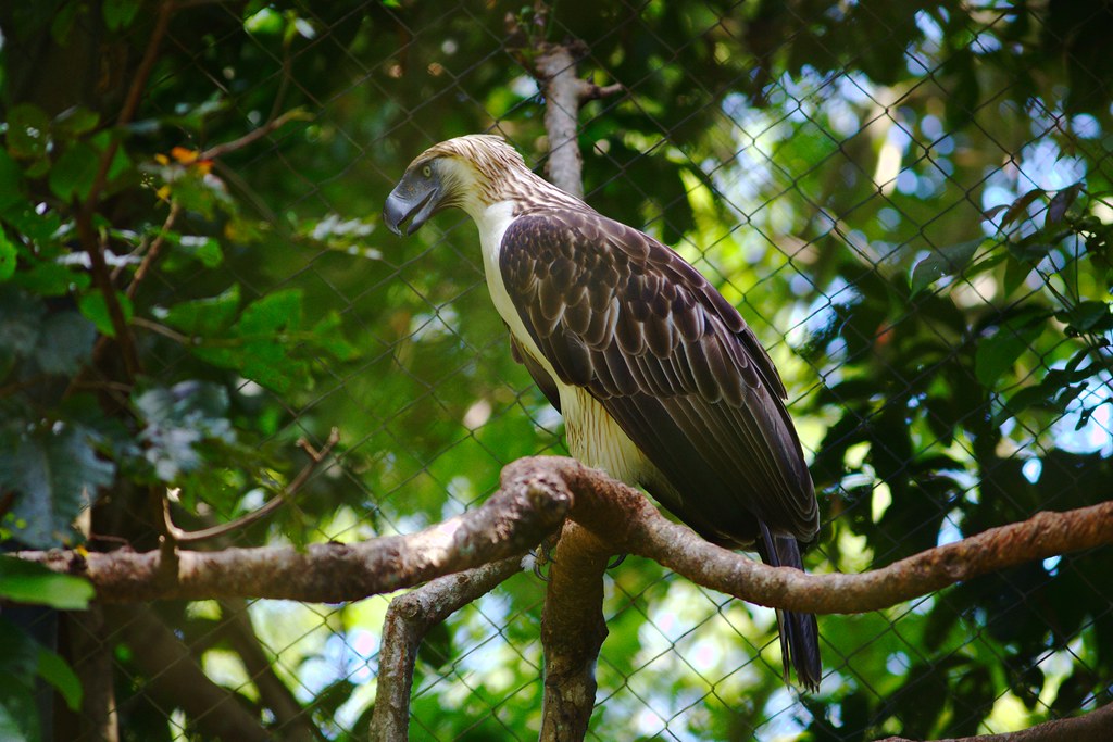 A Philippine Eagle perches on a tree branch, its impressive size and distinctive crest visible.