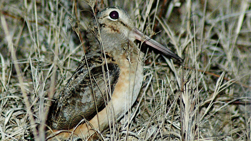 American Woodcock partially hidden in grass during dawn