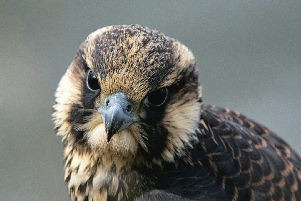 A peregrine falcon chick with soft brown and tan down feathers looks directly forward.