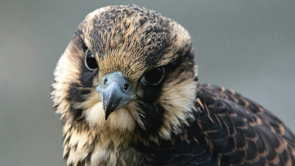 A peregrine falcon chick with soft brown and tan down feathers looks directly forward.