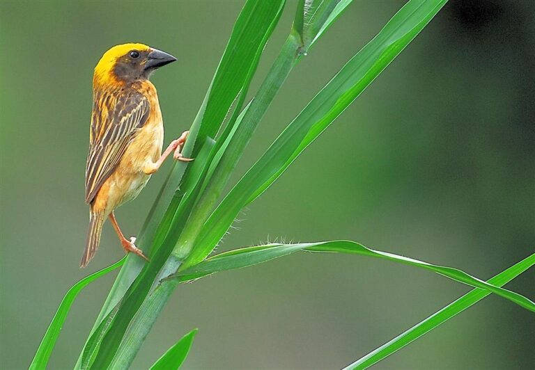 A Baya Weaver perches on grass, showing its yellow head.