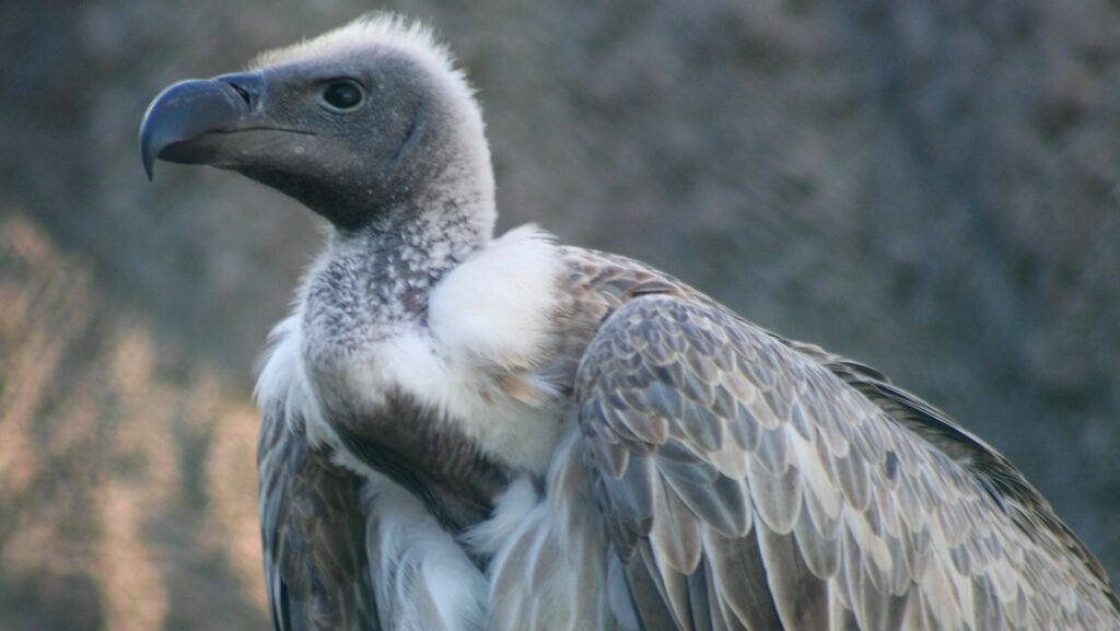 White-backed Vulture standing on dry ground