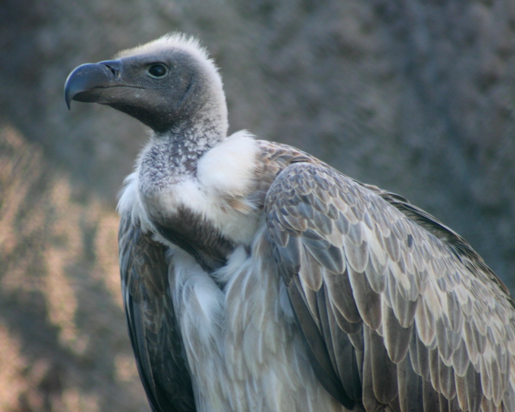 A Ruppell's vulture with a pale head and textured feathers looks off to the left.