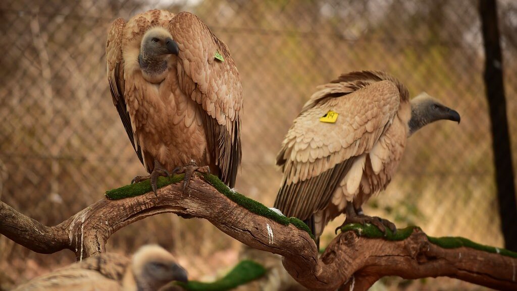 Tagged vultures in African wildlife sanctuary
