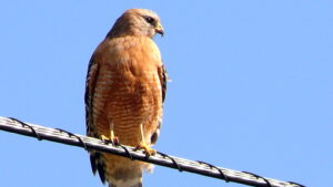 A red-shouldered hawk perches on a power line against a clear blue sky.