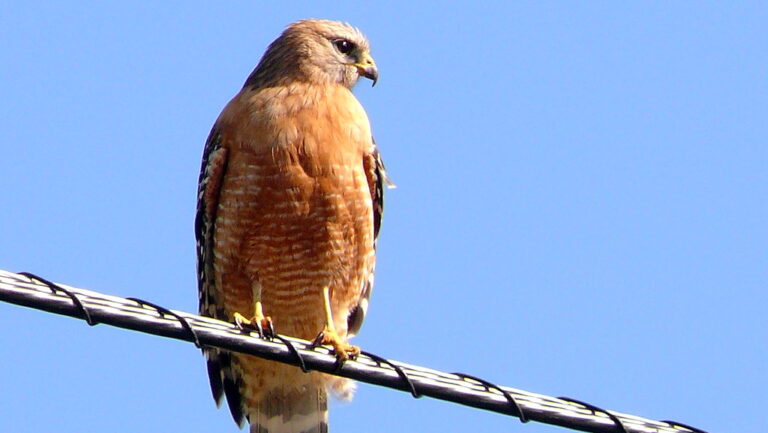 A red-shouldered hawk perches on a power line against a clear blue sky.