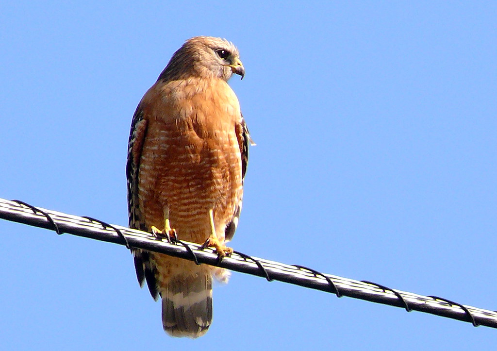 A red-shouldered hawk perches on a power line against a clear blue sky.