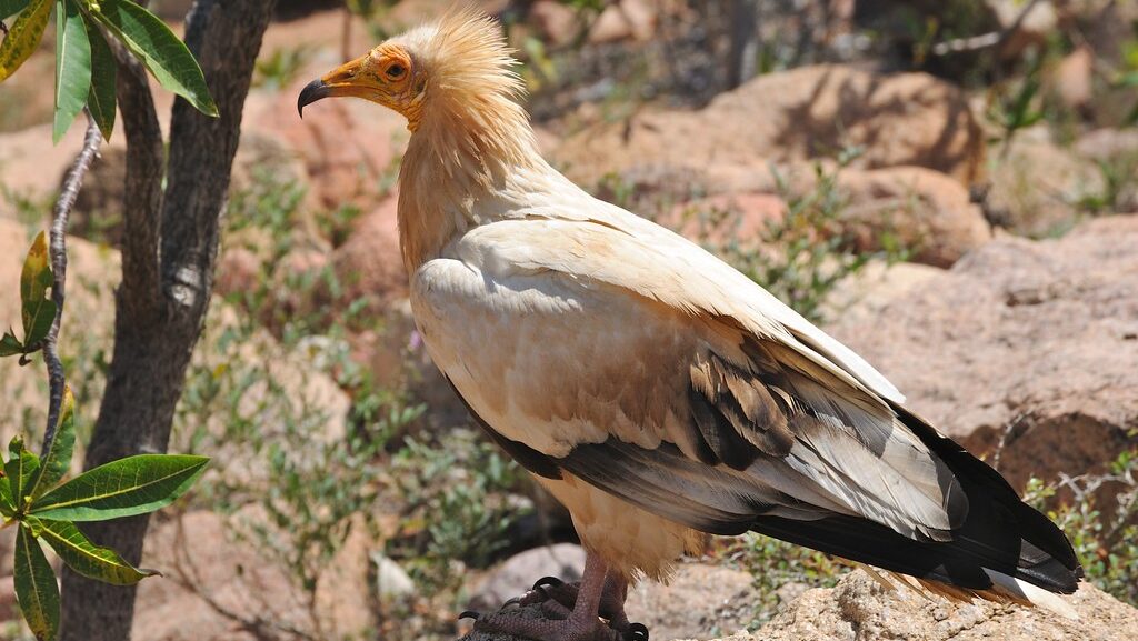 An Egyptian Vulture with pale feathers and a bare yellow face stands on rocks.