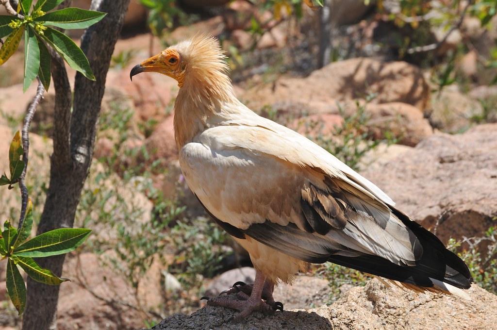 An Egyptian Vulture with pale feathers and a bare yellow face stands on rocks.