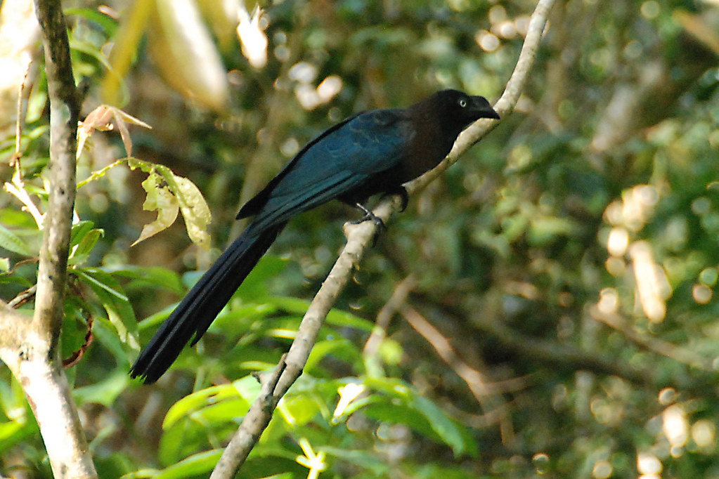 A Greater Ani with iridescent blue-black plumage and a long tail perches on a branch.