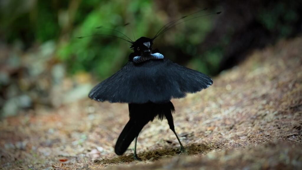 Western Parotia bird displaying its feathers