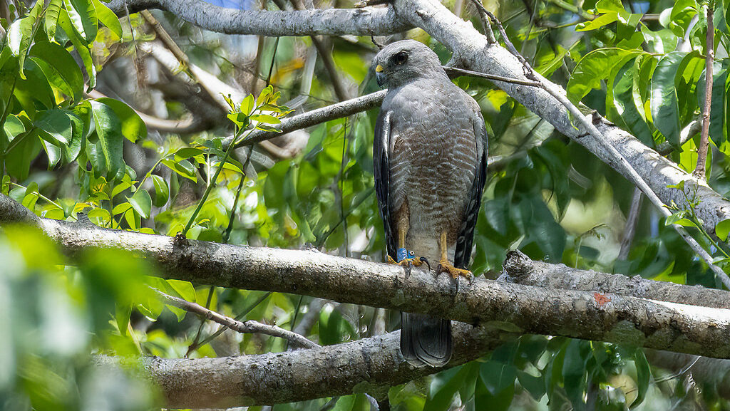Ridgway's Hawk perched on a tree in the Dominican Republic