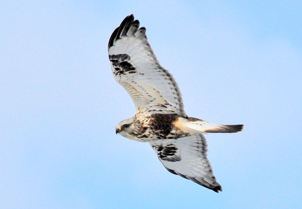 A rough-legged buzzard soars with patterned wings against a clear sky.