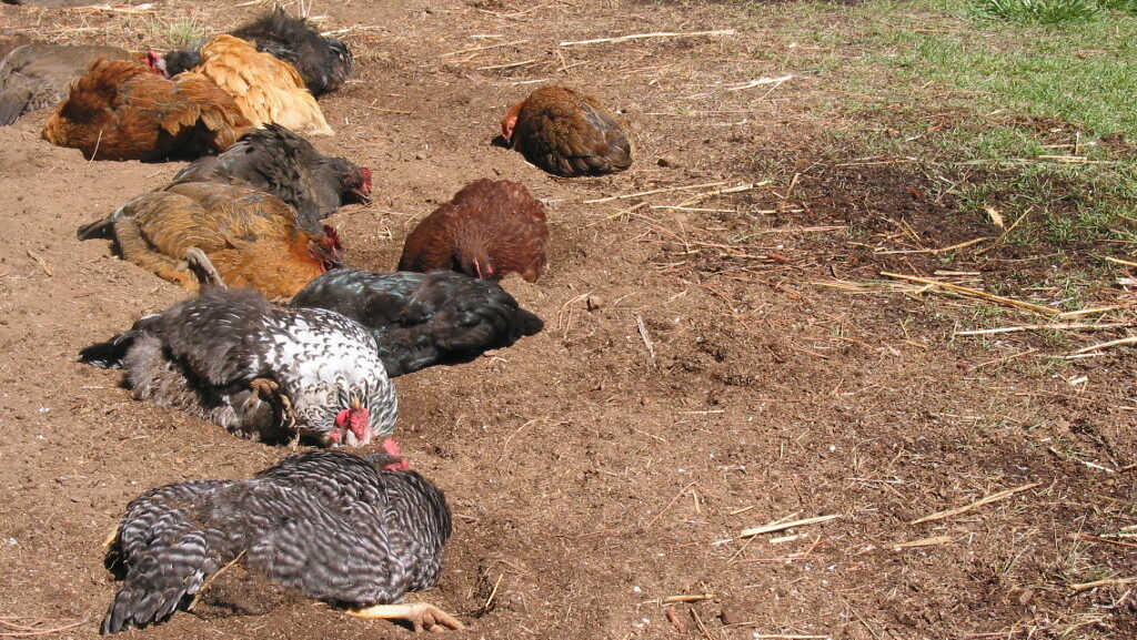 Flock of chickens dust bathing together