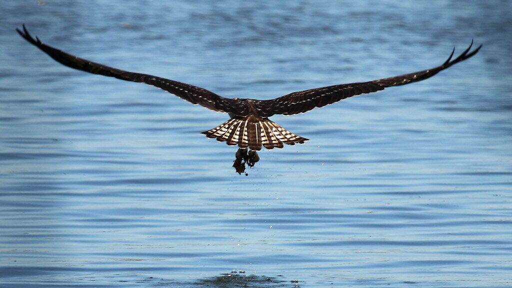 Juvenile Osprey practicing picking up twigs and leaves during flight training