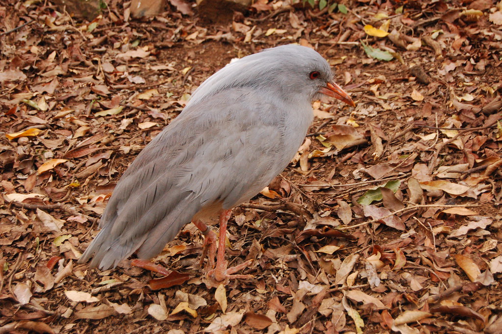 A gray kagu with red eyes and an orange bill stands on a bed of dry leaves.