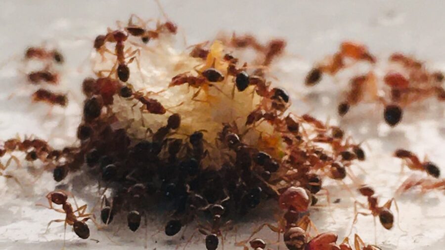 Group of ants gathered around food on white surface