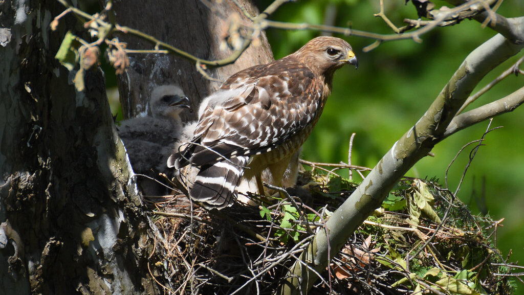 Female hawk perched protectively near her chicks in the nest
