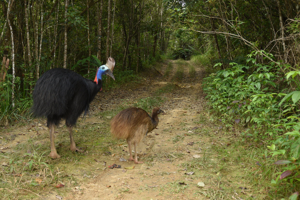 An adult Southern Cassowary and a brown juvenile stand on a forest path.
