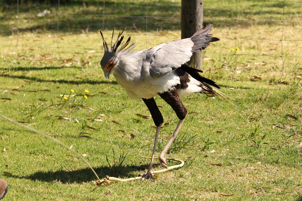 A Secretary Bird stands on green grass, with its crest raised and long legs visible.