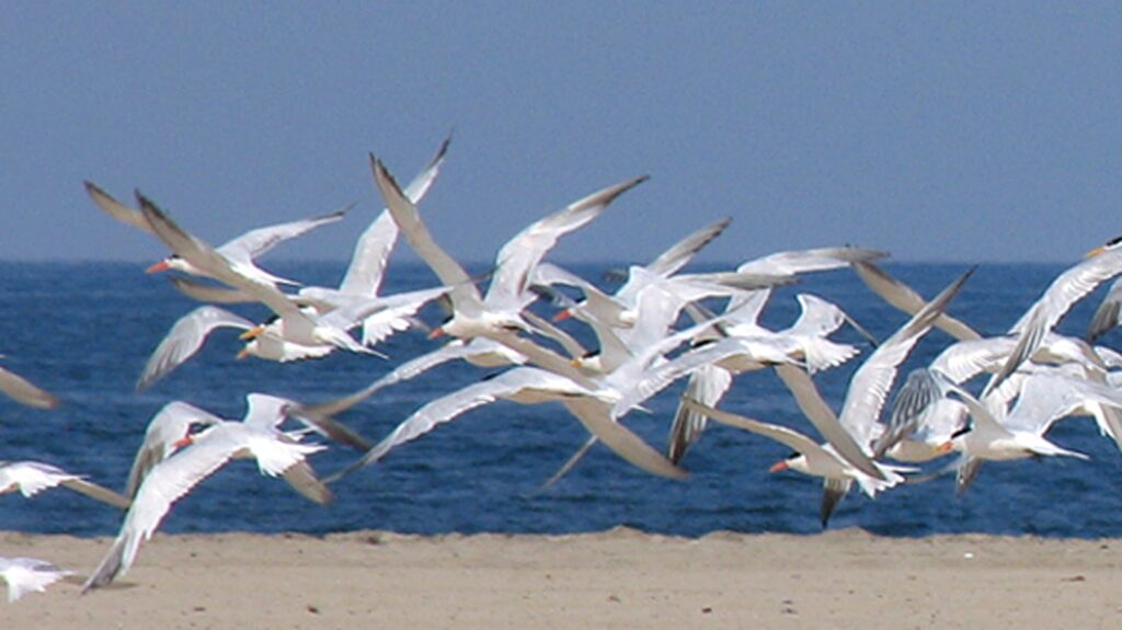 A flock of elegant Royal Terns flies low over a sandy beach with the ocean in the background.