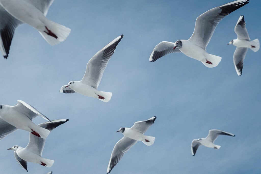 Black-headed Gulls soar with outstretched wings against a clear blue sky.