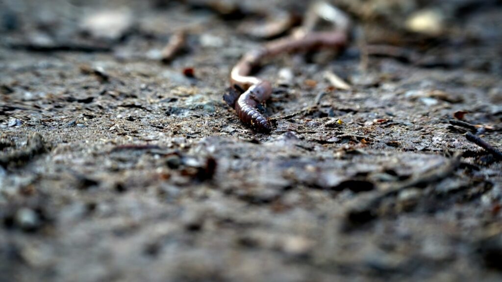 Earthworm crawling on moist soil after