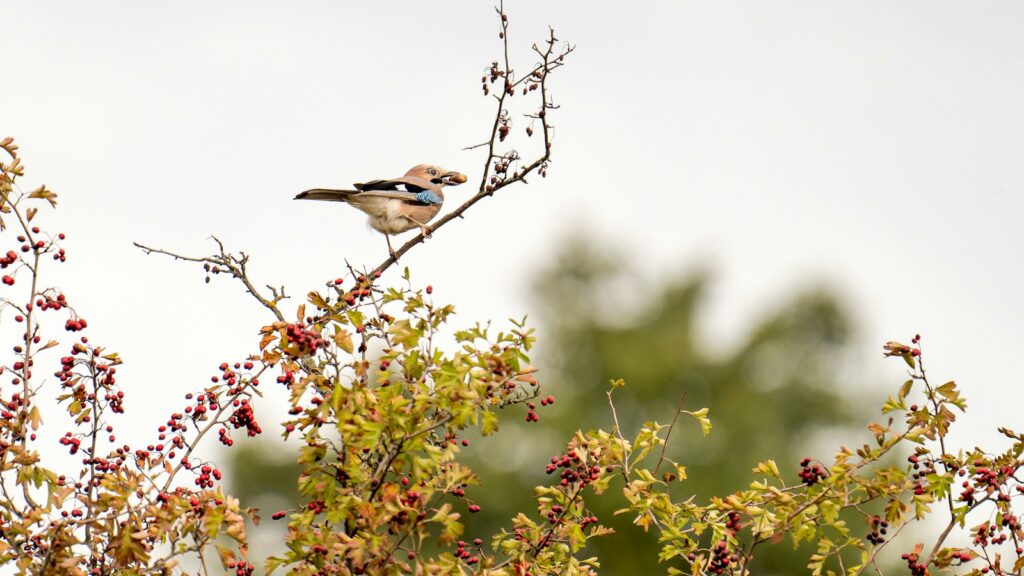 Bird eating red berries from the top of a hawthorn shrub
