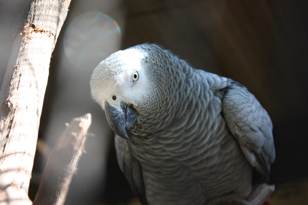 A close-up of a grey parrot with a pale face and dark beak, looking downwards.