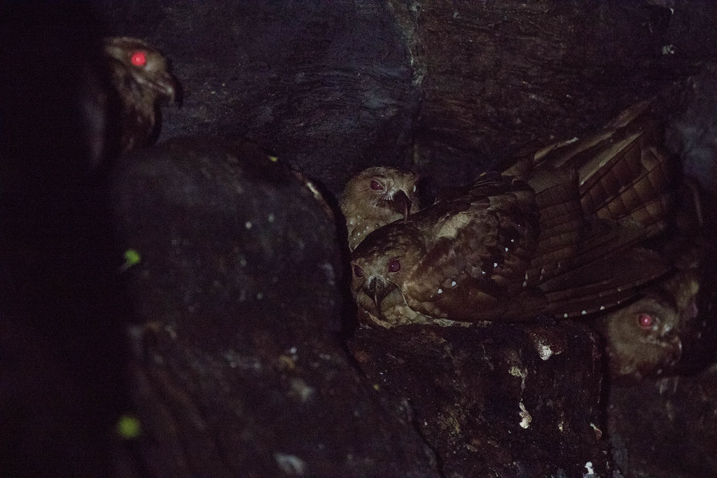 Three Oilbirds with reddish eyes and spotted brown feathers huddle in a dark space.