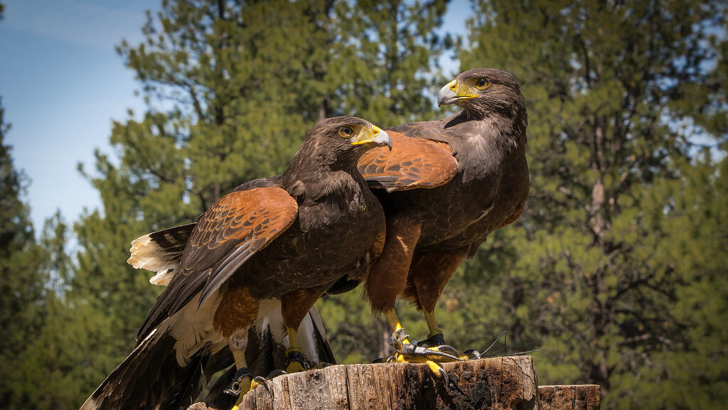 Two Harris's Hawks perched on a cut log in natural setting