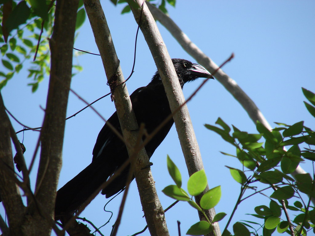 A Greater Ani, a black bird with a large ridged beak, perches on a tree branch.