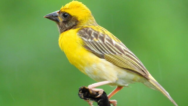 Baya weaver perched on the tip of a broken branch