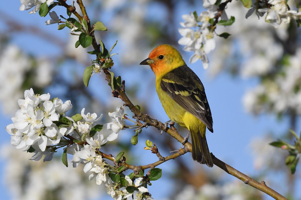 A colorful Western Tanager perches on a blossoming branch.