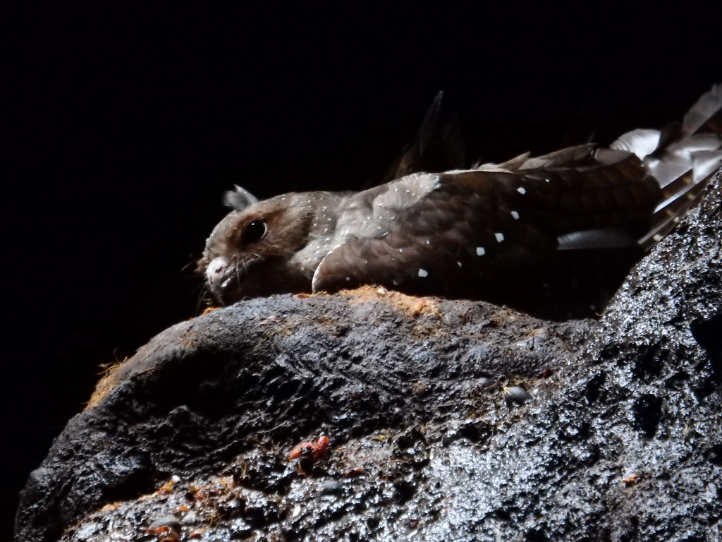 An Oilbird with dark brown and white spotted feathers lies on a dark, rocky surface.
